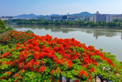 梅州V视丨灿若云霞！凤凰花开，五月的梅城“红了”