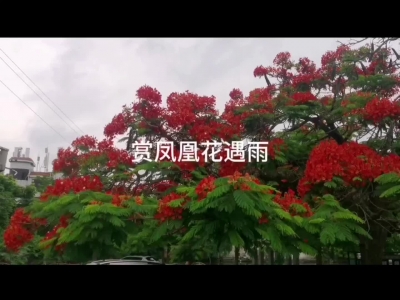 赏凤凰花遇雨