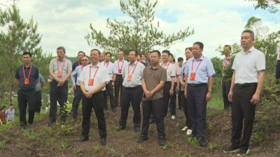 梅县区政协组织开展专题视察：以绿美梅县生态建设实效赋能“百千万工程”