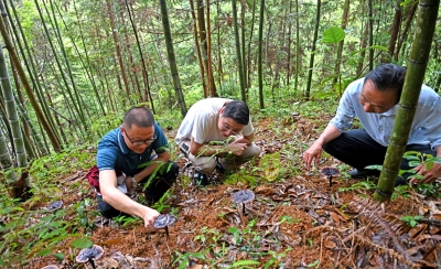 擦亮乡村振兴“新底色” 绘就宜居和美“新画卷”！驻中行镇帮扶工作队因地制宜发展乡村产业