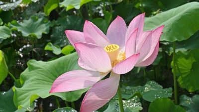 夏日“荷”你有约