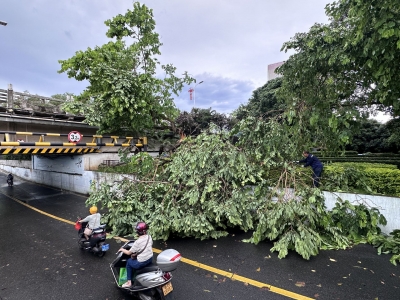 梅城东山桥南端隧道旁路树被风雨吹倒！现场清障保通工作进行中