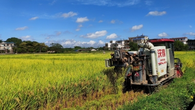 最高亩产达758.45公斤！兴宁市超高产优质稻再获丰收