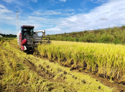 梅州早稻飘香陆续开割！预计本月底全面完成收割任务