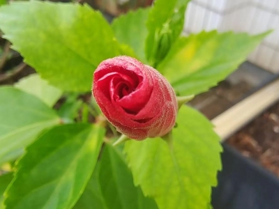 刘能强 | 家乡美