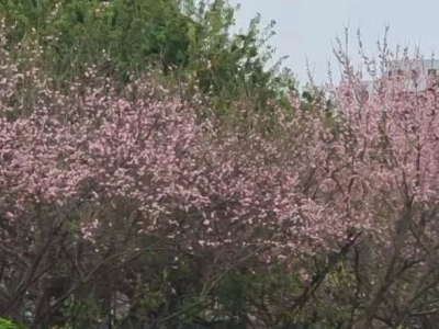 刘熙祚：“留取孤忠向九天”