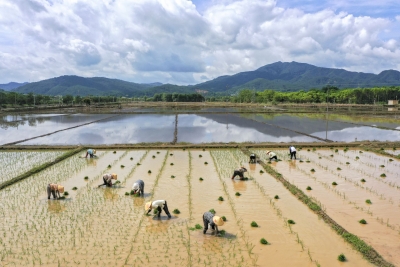 干群合力促耕种！蕉岭县新铺镇加快受灾农田复耕复种