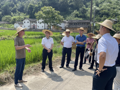 陈金銮到西阳镇调研全域土地综合整治有关工作：全面优化农村生产生活生态空间布局