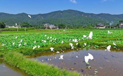 梅州V视丨白鹭纷飞 生态宜人