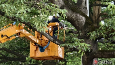 梅城部分路段有枯树枝“悬”在头上，市园林绿化中心安排人员及时处理