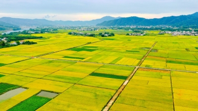 寿乡蕉岭·桂花