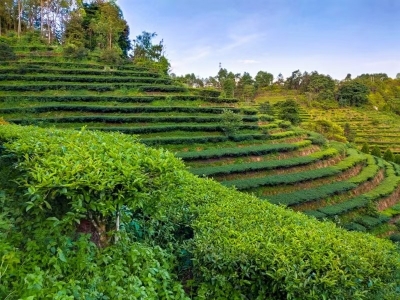 第六批广东生态茶园名单公布，兴宁径南镇2家企业榜上有名！