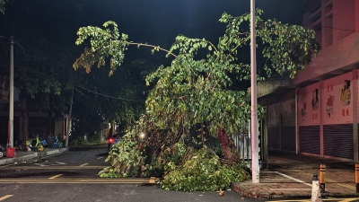 梅城​风雨交加吹倒路树，相关部门抢险人员赶赴现场清理