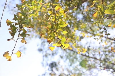 寿乡蕉岭·桂花