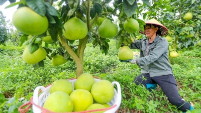 柚子界的“爱马仕”！蕉岭文福逢甲村红宝石青柚甜蜜上市