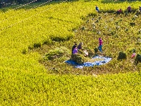 金秋十月，稻花香里说丰年~