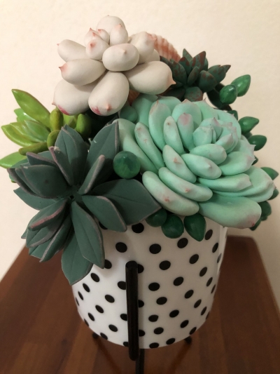 照片墙丨盛开在老师心海的“多肉”