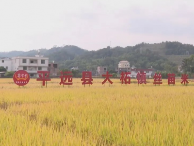 遍地是“黄金”！平远县大柘镇超竹村上千亩丝苗米丰收啦