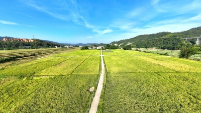 小田变大田 丰景美如画！大埔县茶阳镇积极探索土地集中流转经营模式，赋能“百千万工程”出新出彩