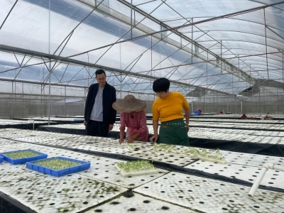 寒潮来袭！丰顺县农技专家田间地头支招“保暖”