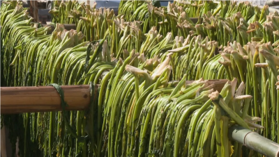 平远县：冬闲人不闲 梅菜飘香来
