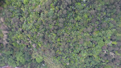 梅州蕉岭一处种质资源库入选！第三批省级林木种苗基地名单公布  ​