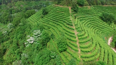 兴宁径南镇：以人才培育“三聚焦”，为茶产业注入发展“源动力”