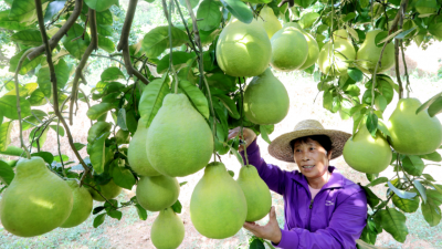 入心甜！梅州金柚又到丰收季