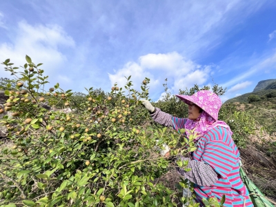 “金果”挂满枝 林间采摘忙！丰顺县汤坑镇白泥湖油茶基地进入采摘期