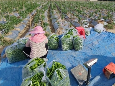 航天椒挂满枝头！年产值600多万元！大埔枫朗镇这基地丰收啦