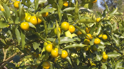 “桔时”已到，满园尽挂黄金果！蕉岭广福镇洪才村金桔喜获丰收