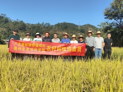 强化党建引领！大埔湖寮驻镇帮镇扶村工作队多措并举助推农户增收