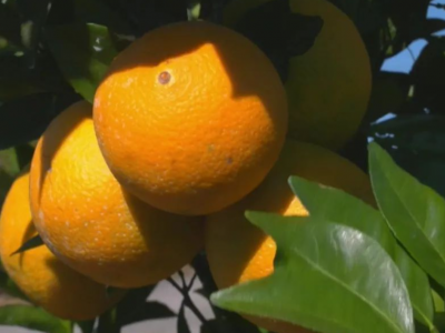 “橙乡”又飘橙香！平远四十载耕耘铸就“金名片”