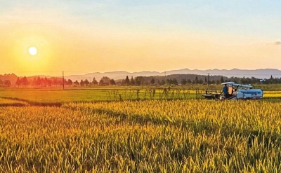 瞭望·治国理政纪事 | 扛稳粮食安全重任