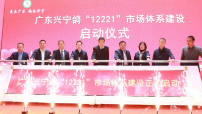 今日，广东兴宁鸽“12221”市场体系建设正式启动！