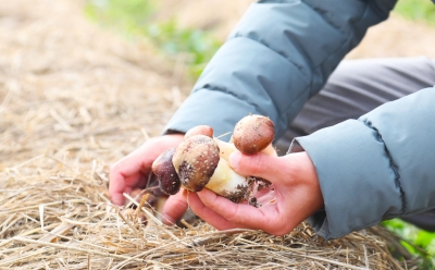 林下藏“蘑”力，山珍绘“钱”景！蕉岭因地制宜写好食用菌发展大文章