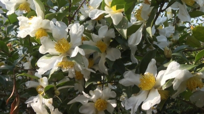 平远这份“冬日限定”美景，现在去看正好！