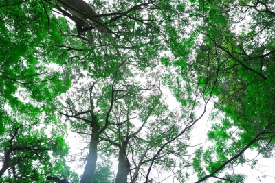 寿乡蕉岭·桂花