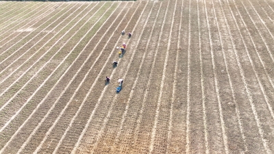 今年建设高标准农田5550亩！蕉岭全力筑牢农业发展根基