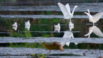 翩跹起舞入画来！“生态精灵”又来梅州“打卡”啦~