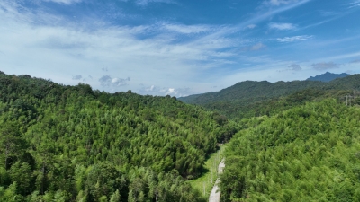 用好竹资源，竹海能淘金！蕉岭加快推进竹产业一二三产融合发展