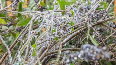 梅州今晨多地有霜冻！最新天气剧透→