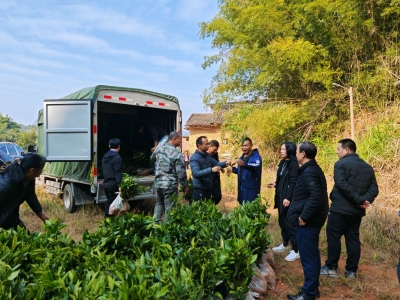 农村科技特派员团队送来1.2万株白叶单丛茶苗，助力七朱村发展特色茶产业！