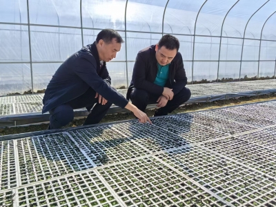 大埔县烟草专卖局主要负责人带队到各烟区镇检查指导育苗工作