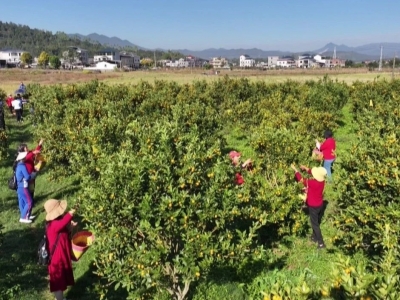 甜蜜开摘！平远县​石正镇50亩金桔丰收啦~