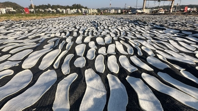 提升萝卜附加值，我们是专业的！来看五华这个村的“萝卜致富经”→