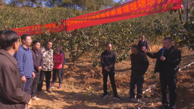 如何做好蜜柚冬季管理？蕉岭这场培训会干货满满！