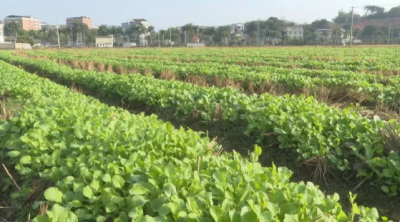 梅县区：农田冬不“闲” 冬种冬管正当时