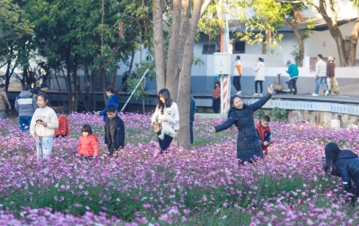 打卡拍照约起来！梅江区金山街道周溪村格桑花开醉游人