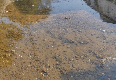 兴宁罗岗镇：全力以赴开展好畜禽养殖污染整治